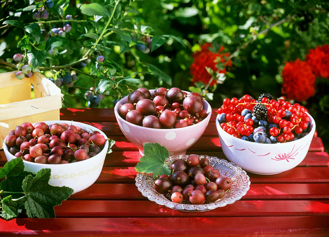 Verschiedene Beeren in Schälchen auf einem Gartentisch