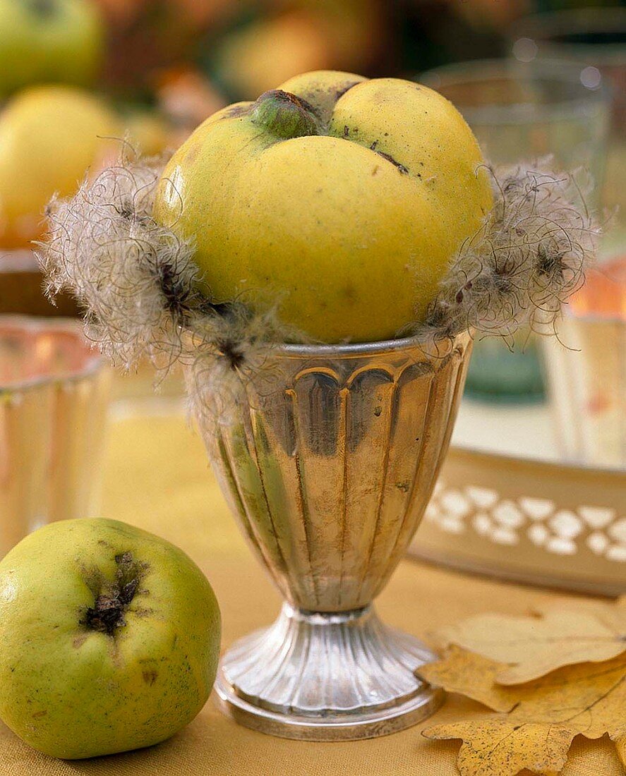 Quince on silver goblet