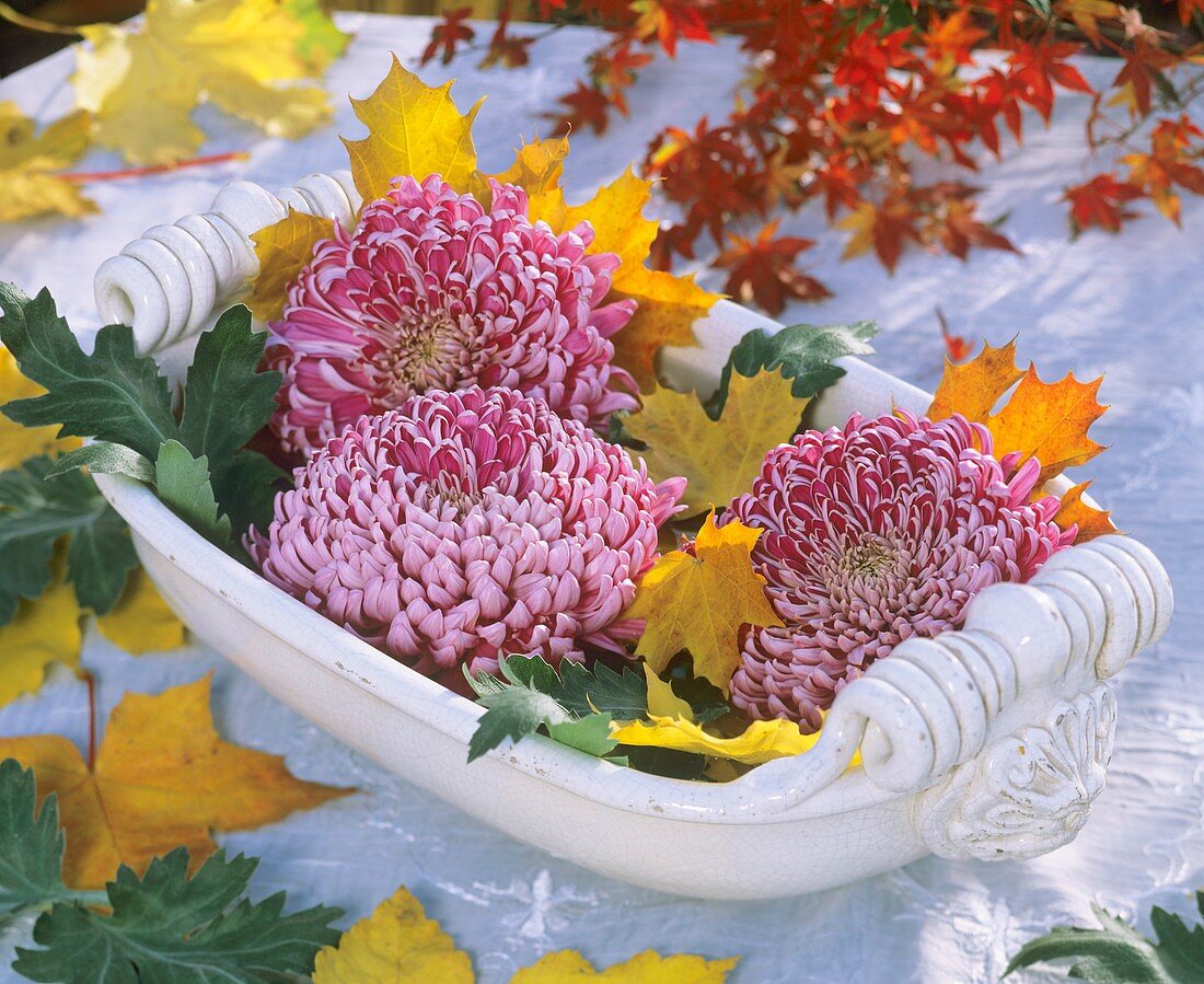 A bowl of chrysanthemums