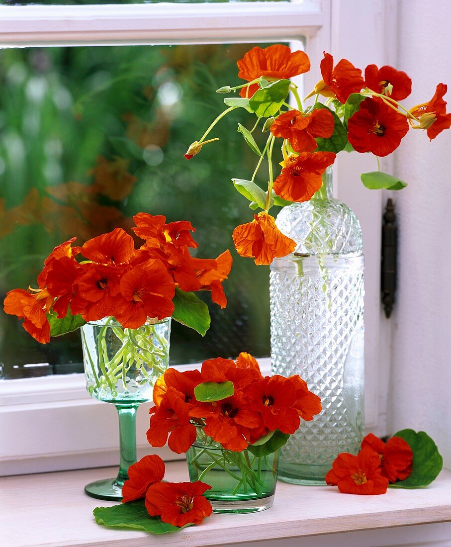 Nasturtiums in bottles and glasses by window