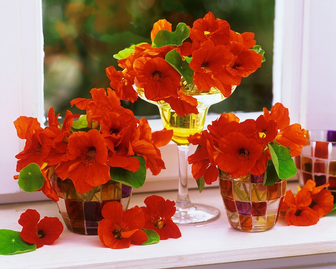 Nasturtiums in glasses by window