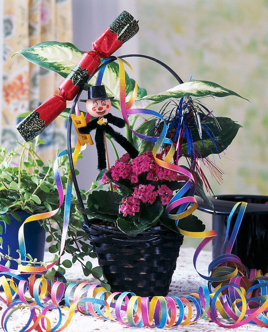 Kalanchoe & Dieffenbachia in basket with New Year decorations