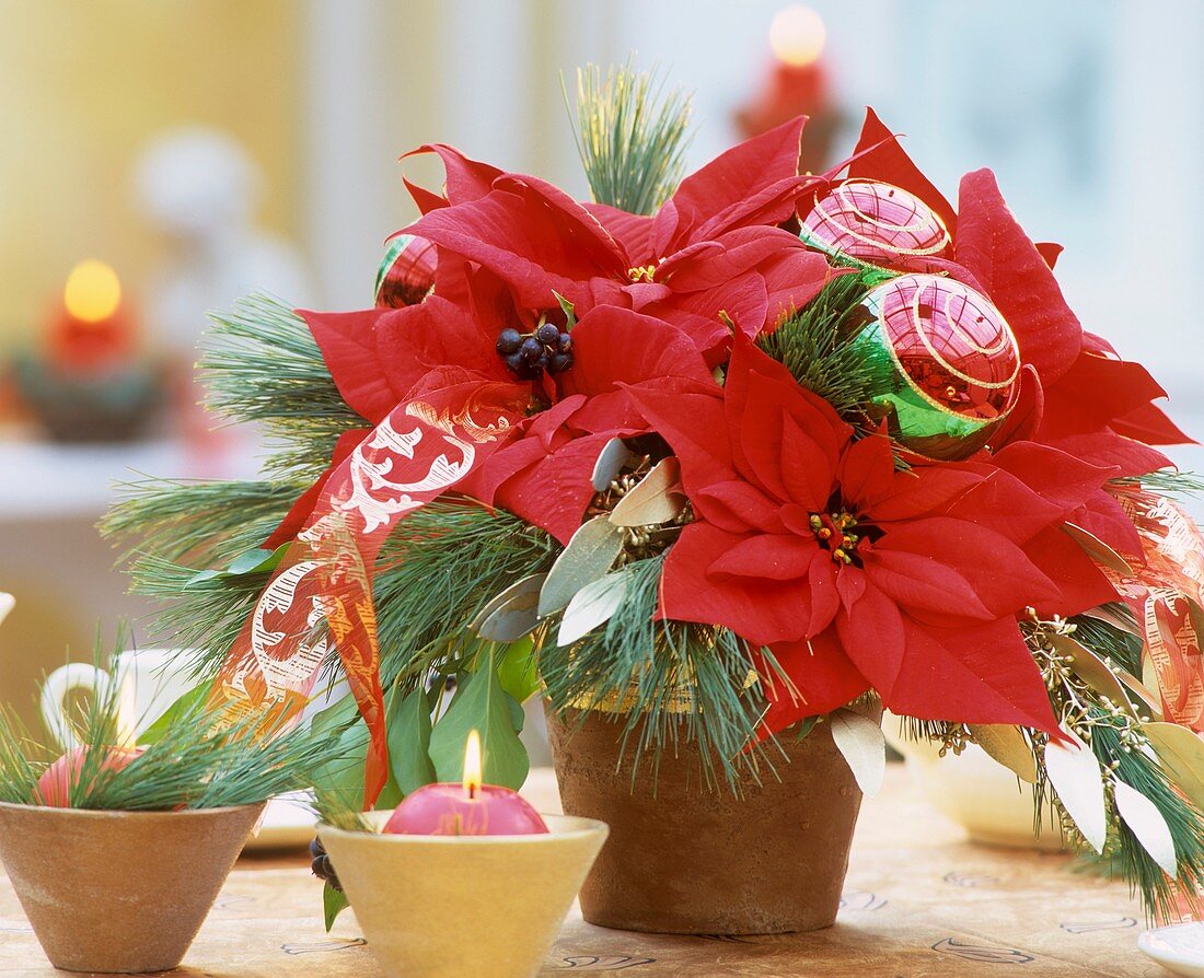 Arrangement of poinsettia and pine branches for Advent
