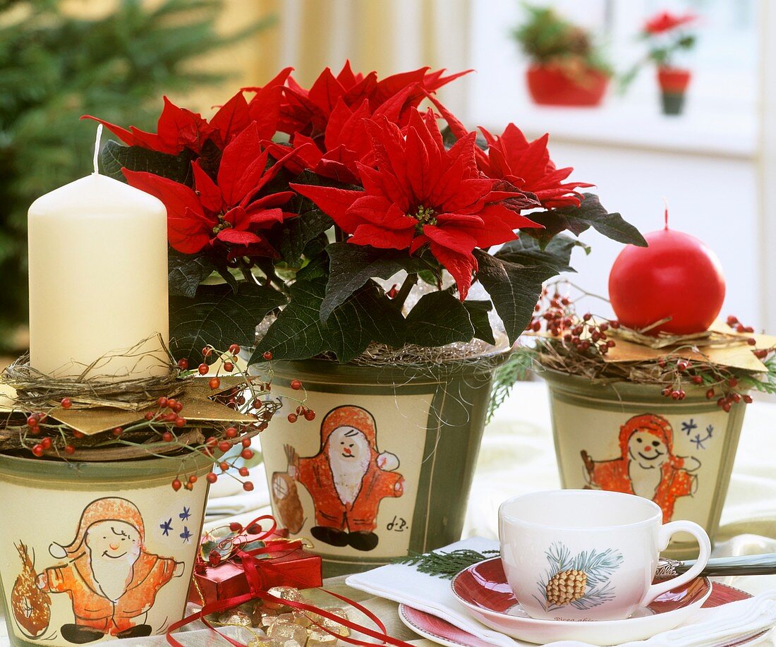 Poinsettia with Christmas table decorations