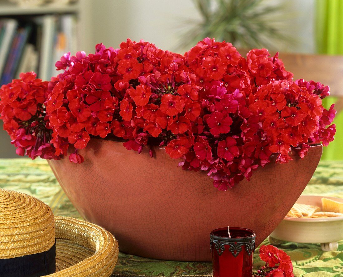 Phlox in terracotta pot