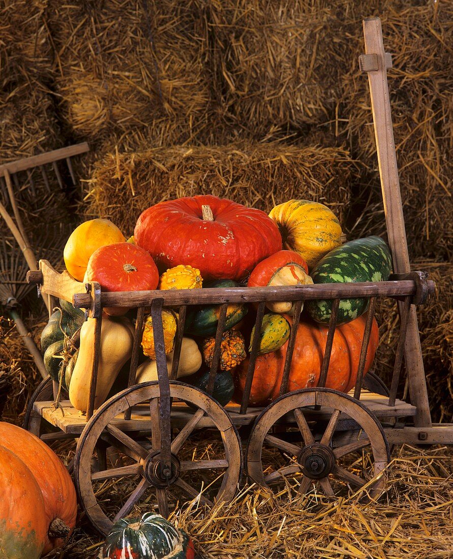 Cart full of pumpkins