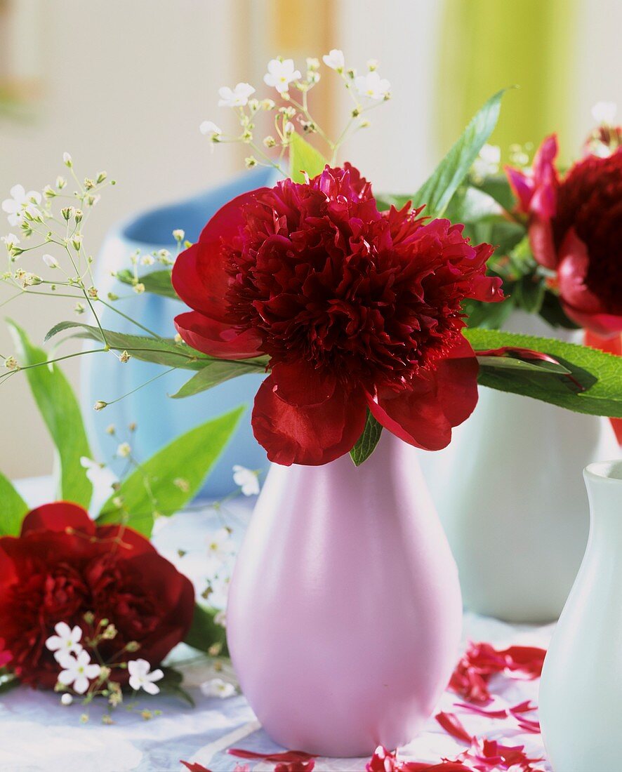 Paeonia officinalis (peony) with Gypsophila