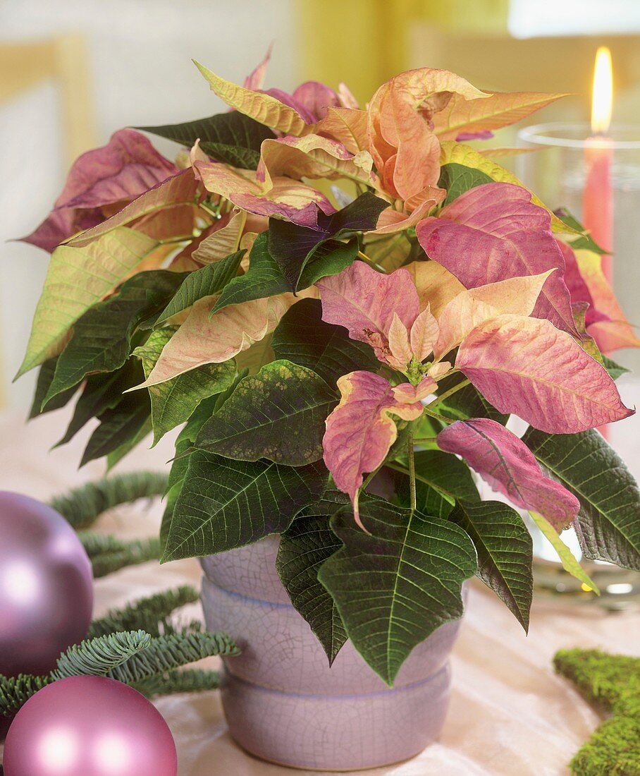 Poinsettia 'Fantasiestern'