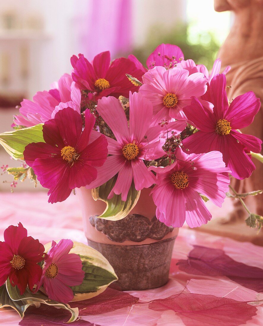 Cosmos with Hosta leaves