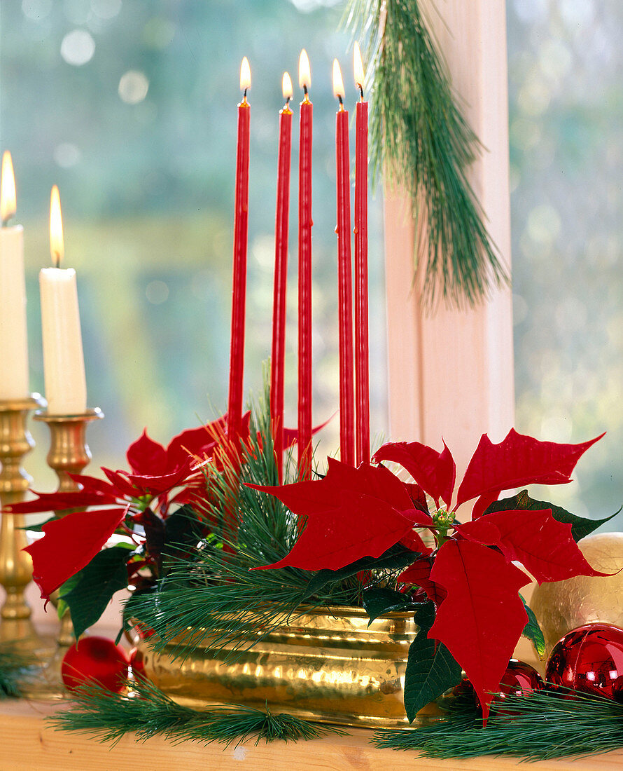 Advent arrangement with poinsettia and white pine