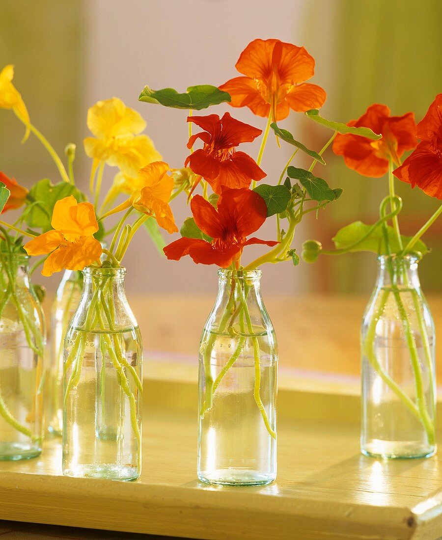 Nasturtiums in small bottles