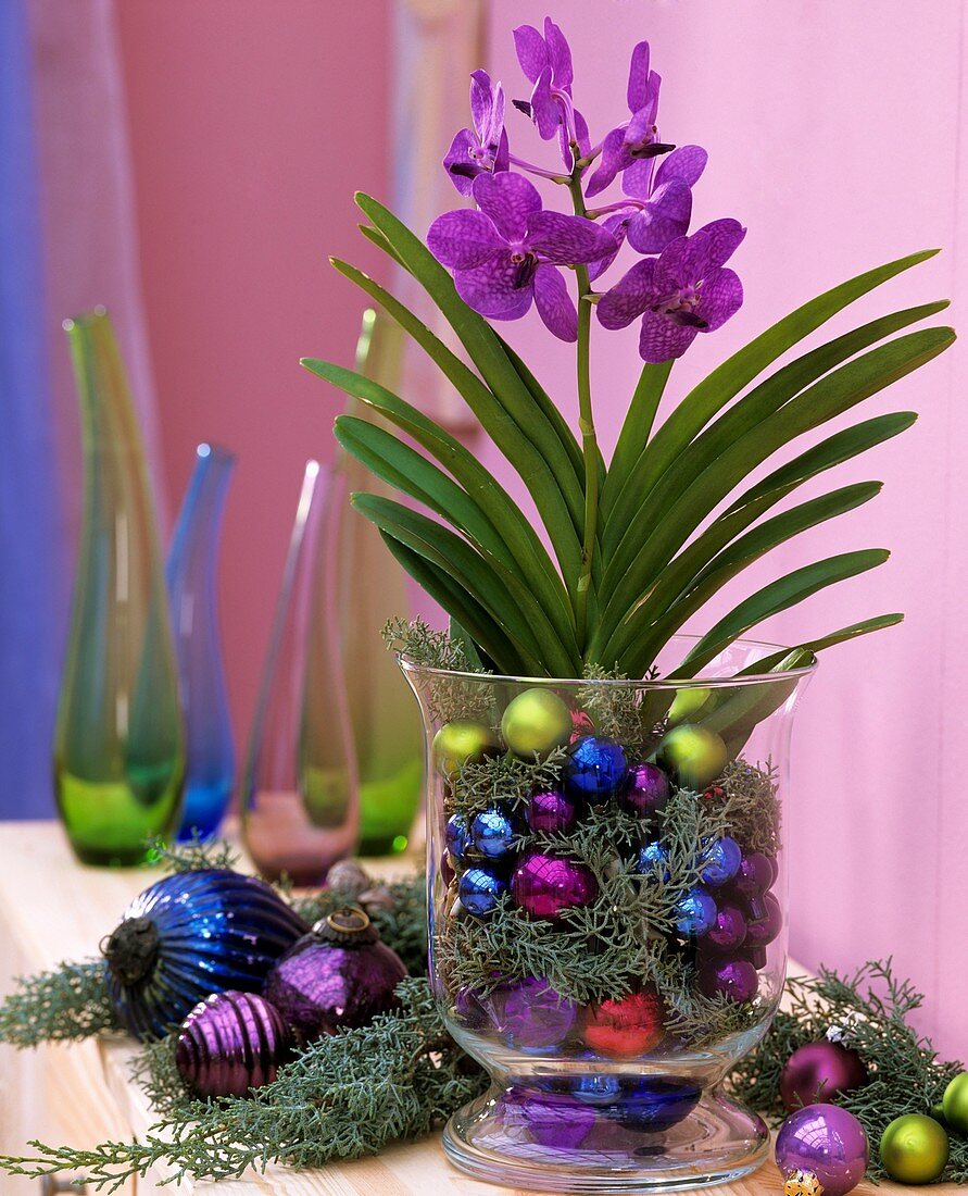 Blue orchid in a glass with Arizona cypress and baubles