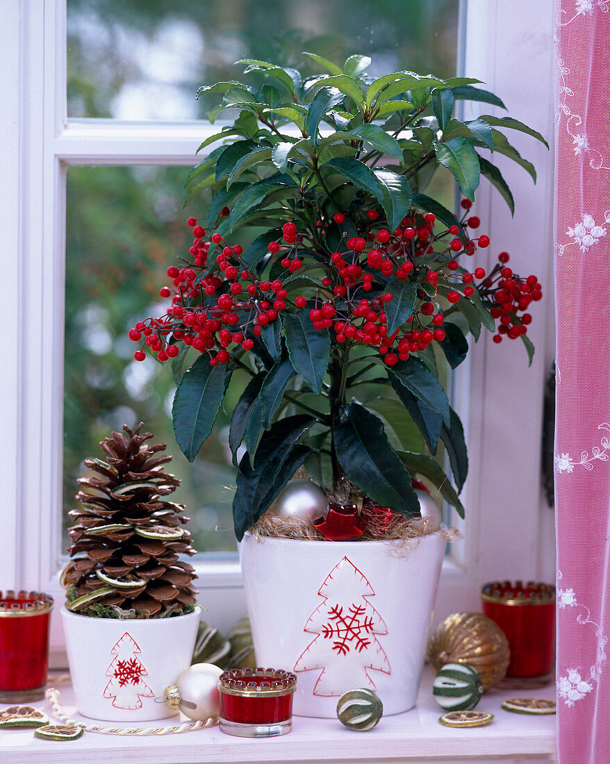 Coral ardisia and pine cone