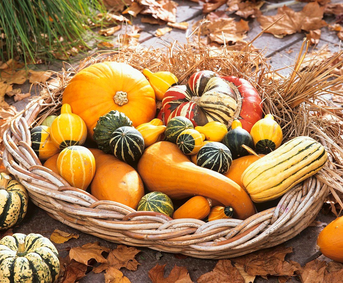 Ornamental gourds in shallow basket