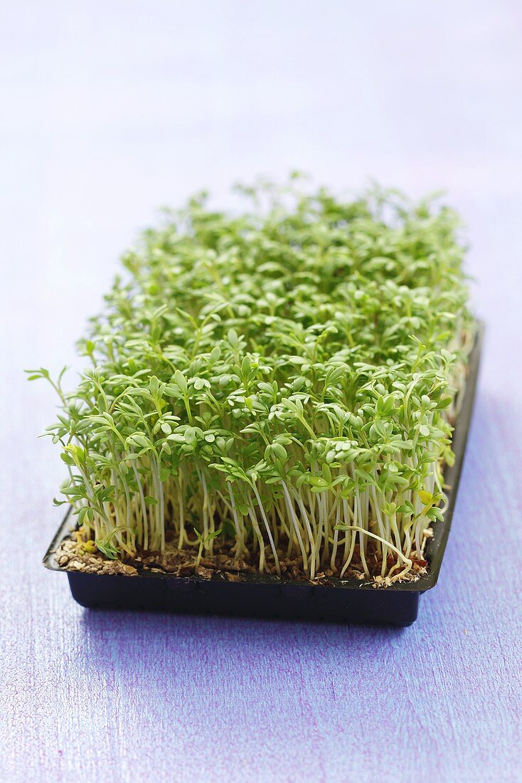 Cress in seed tray