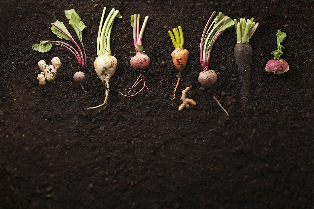 Various root vegetables