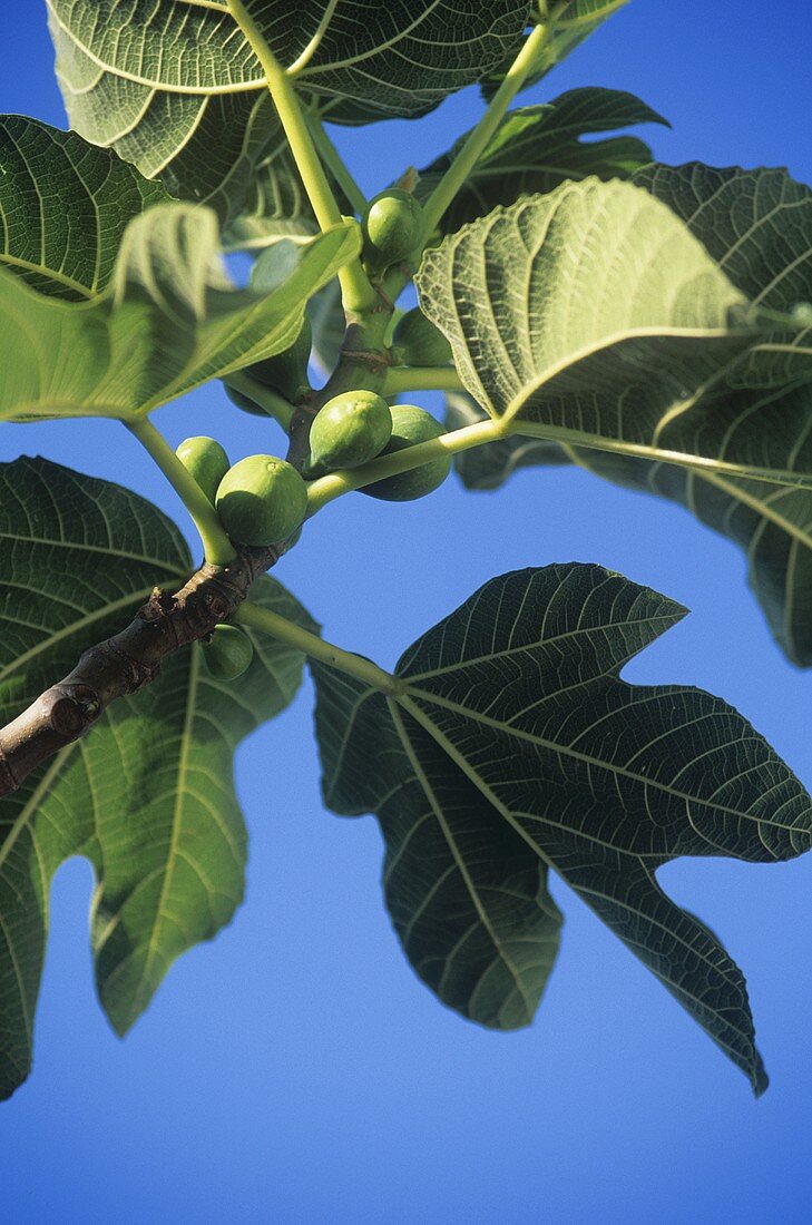 Green figs on the branch