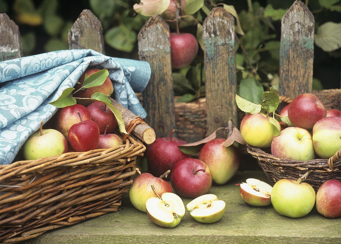 Frisch gepflfückte Äpfel auf einem Gartentisch