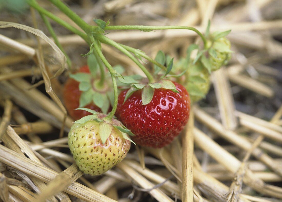 Strawberries on straw