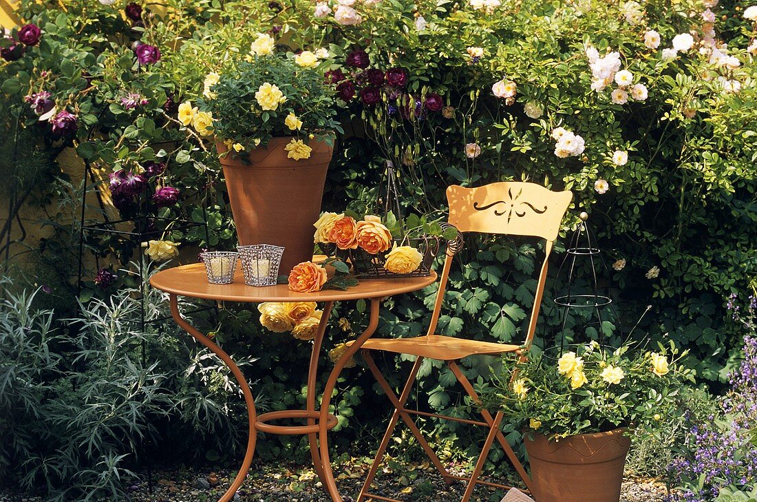 Roses on garden table (Historic Rose Gardens, Hemmingen)