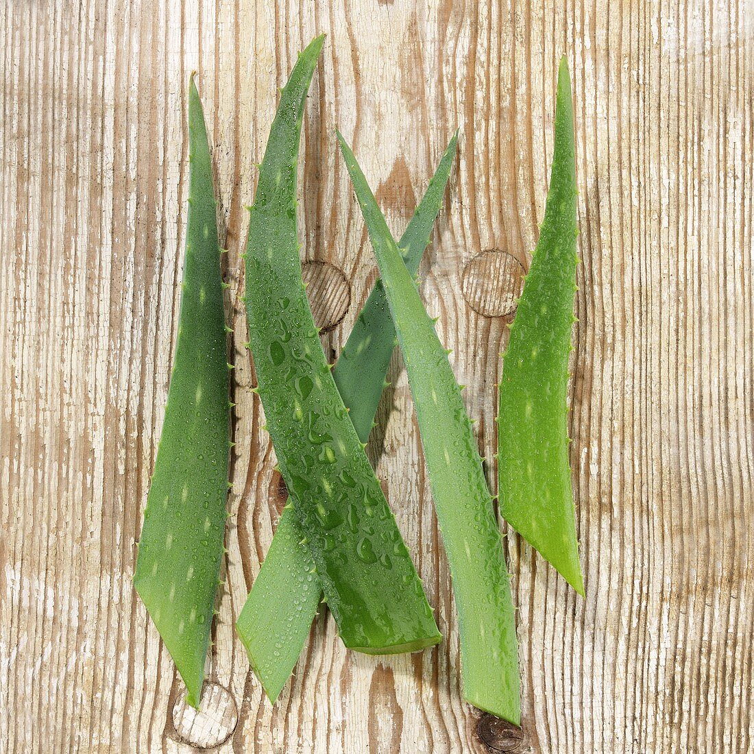 Aloe vera (leaves)