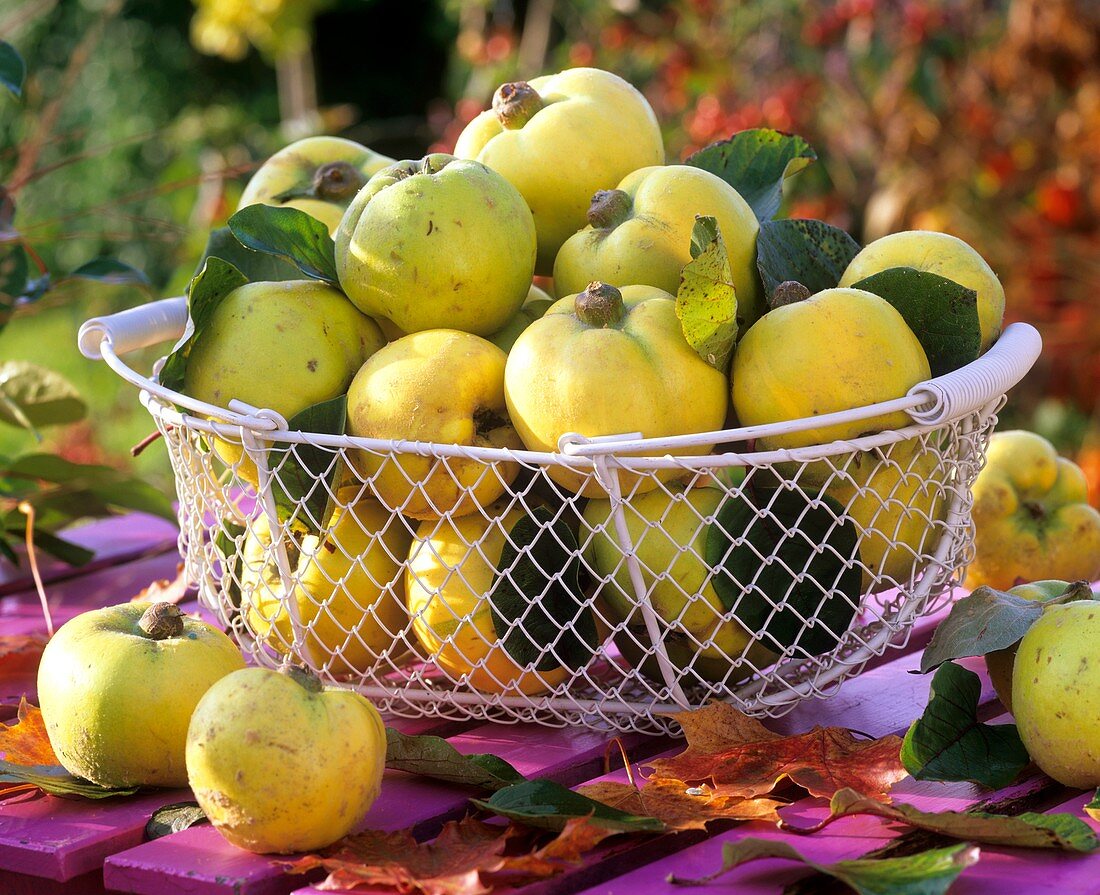 Quinces in a wire basket