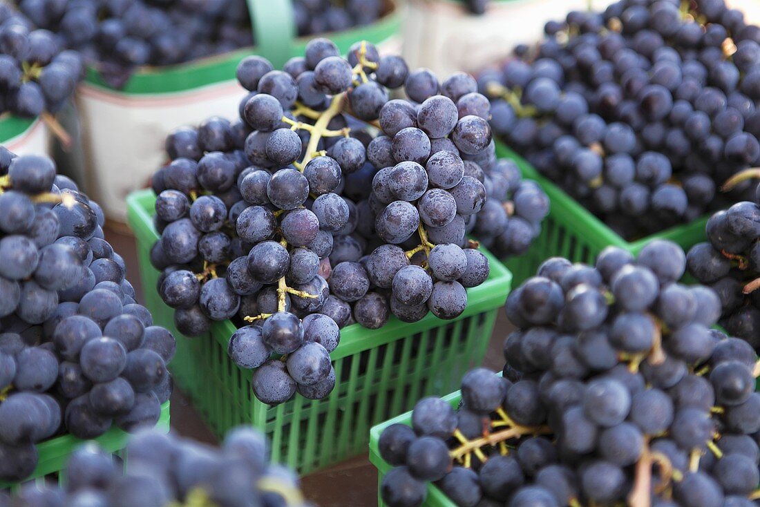 Blaue Weintrauben in Plastikschale