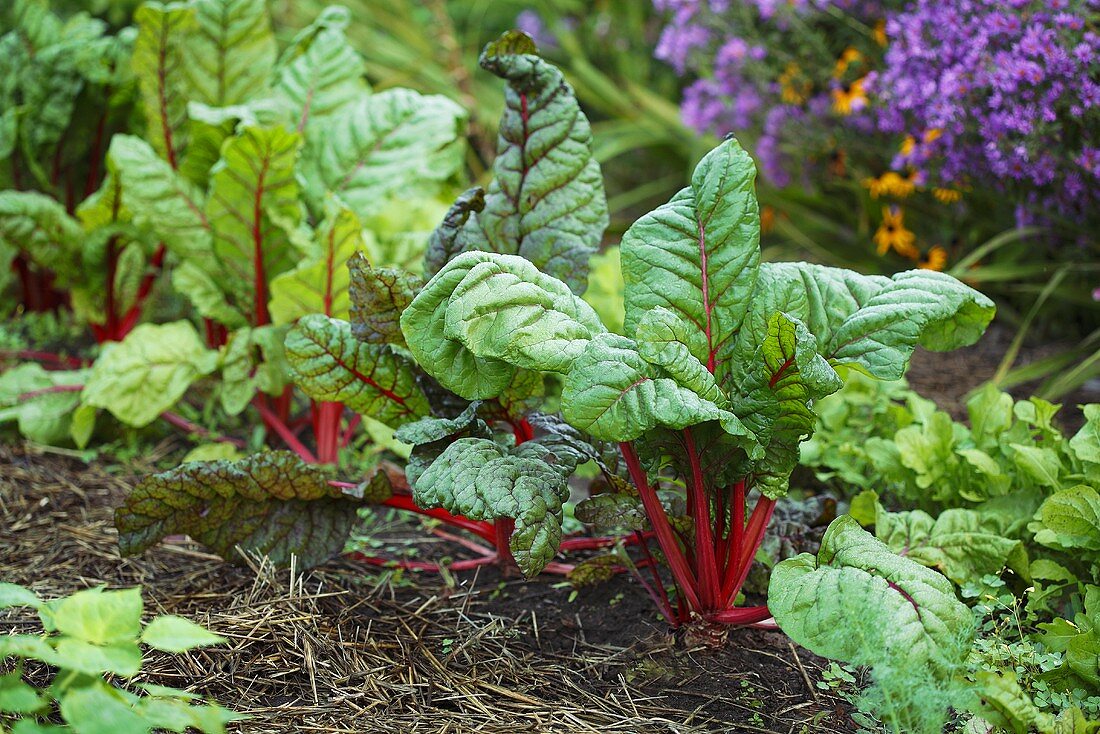 Rotstieliger Mangold im Garten