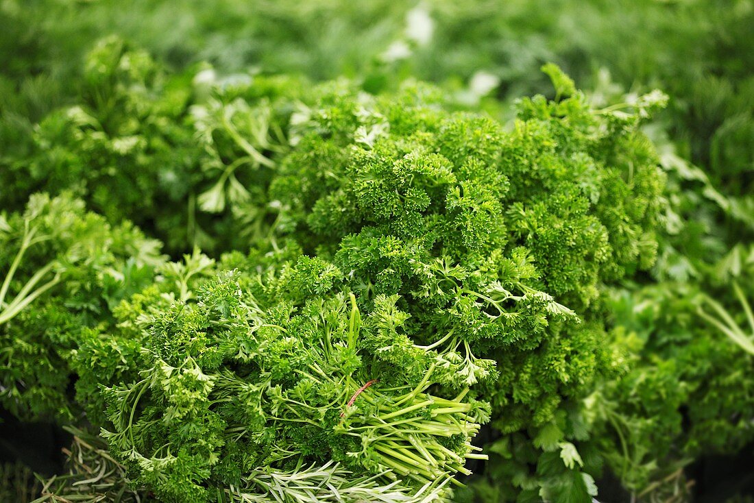 Bunches of curly leaf parsley