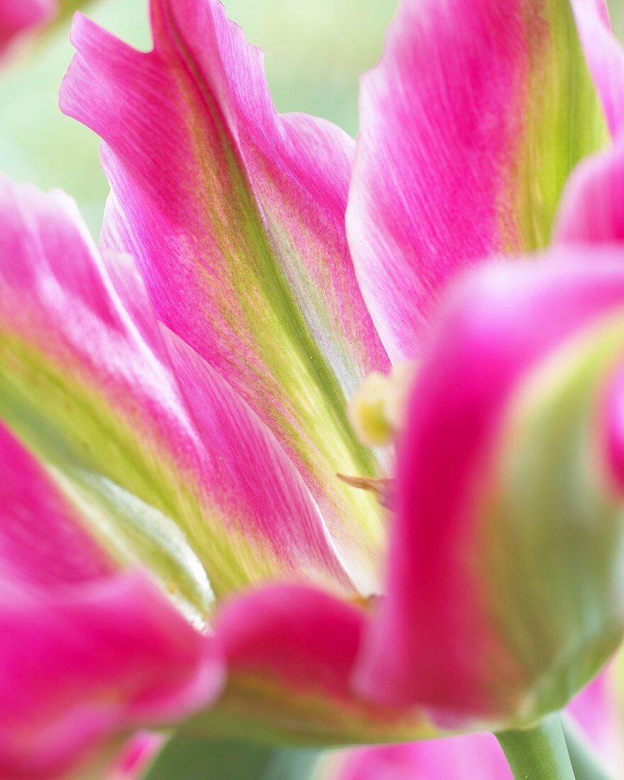 Tulip 'Virichic' (close-up)