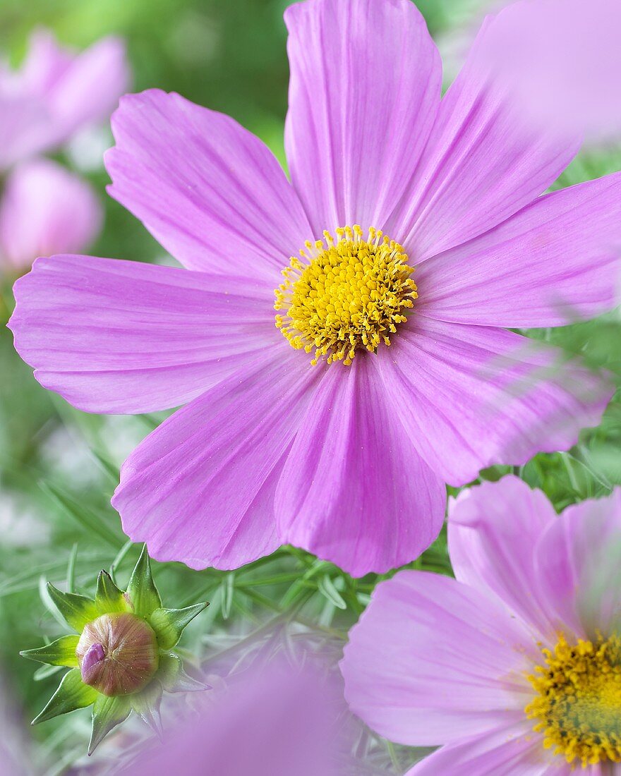 Garden cosmos (Cosmos bipinnatus)