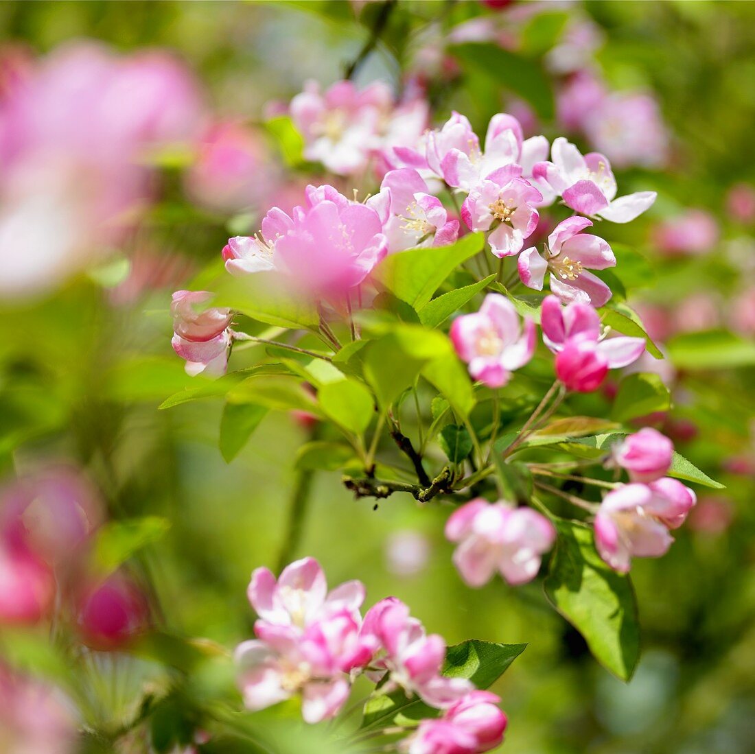 Apfelblüten am Baum