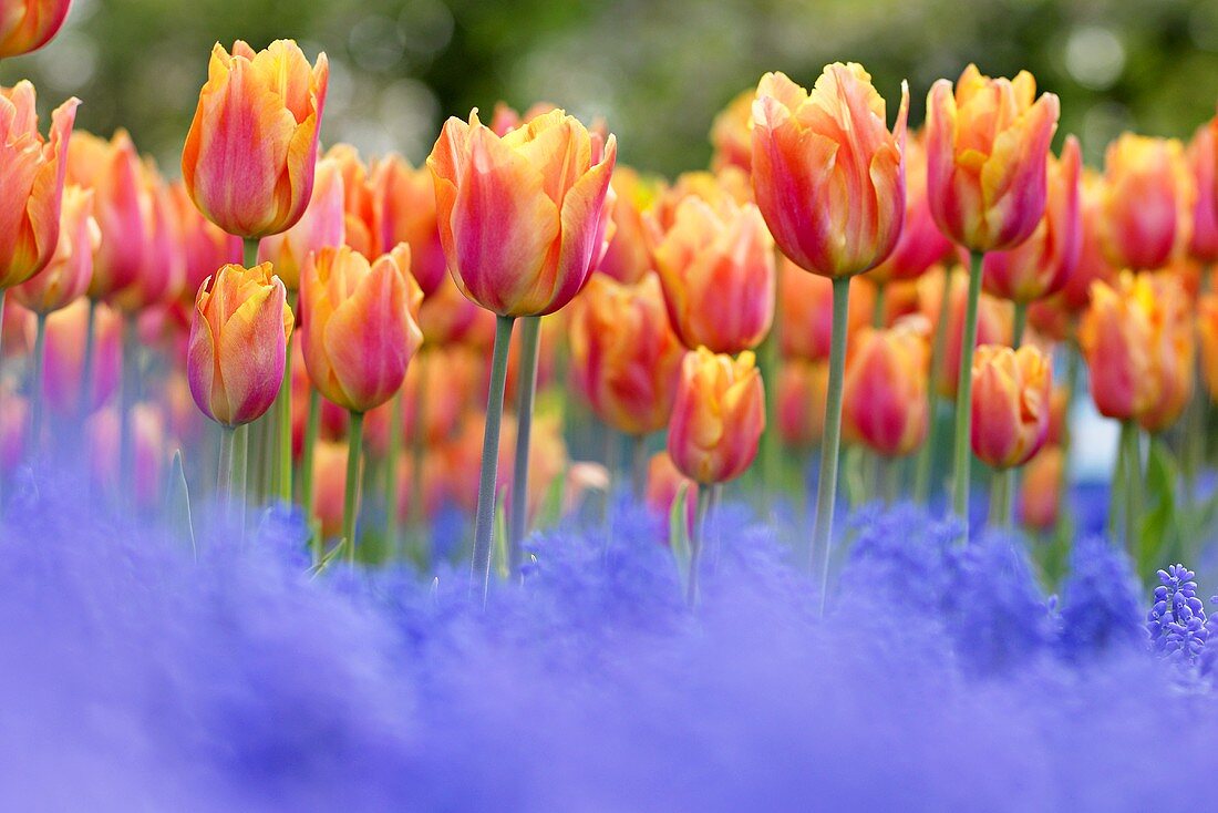 Tulips ('Prairie Fire')