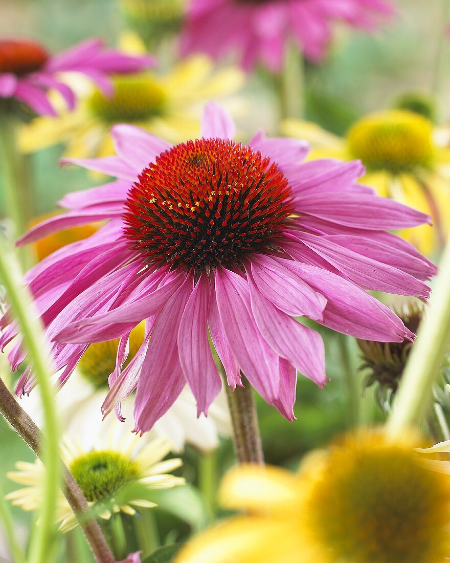 Echinacea purpurea (Nahaufnahme)