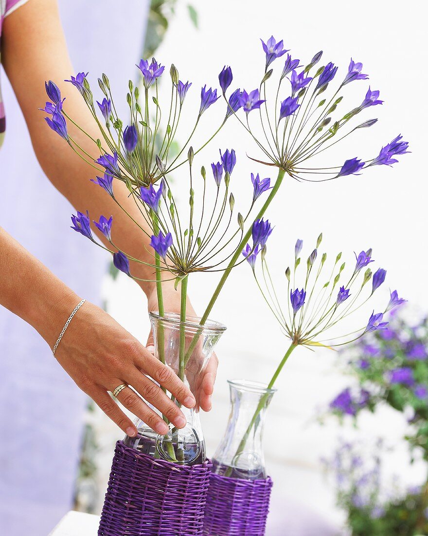 Hände halten Vase mit Frühlingsstern (Triteleia)