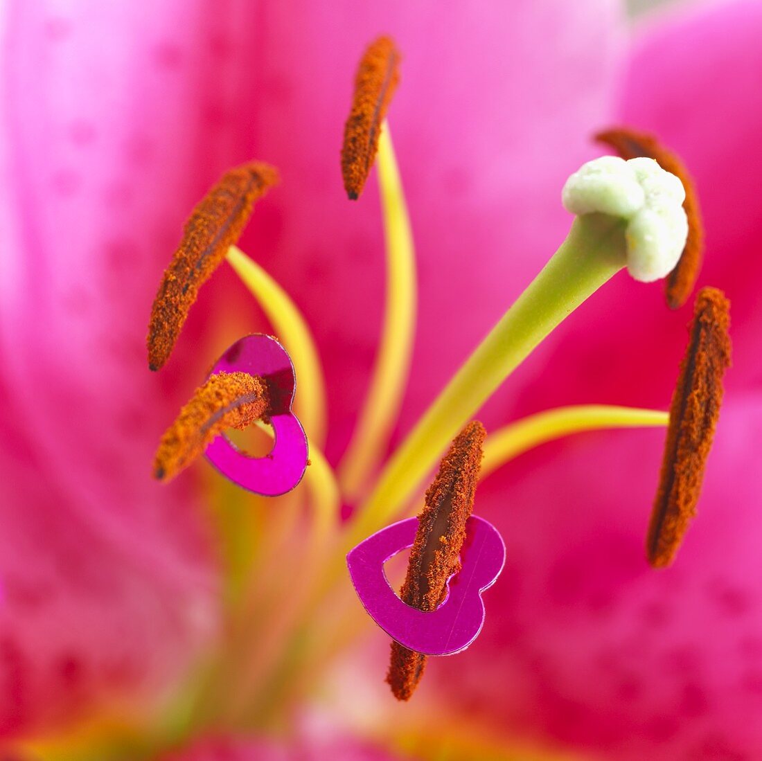 Lily 'Tiber' with hearts (close-up)