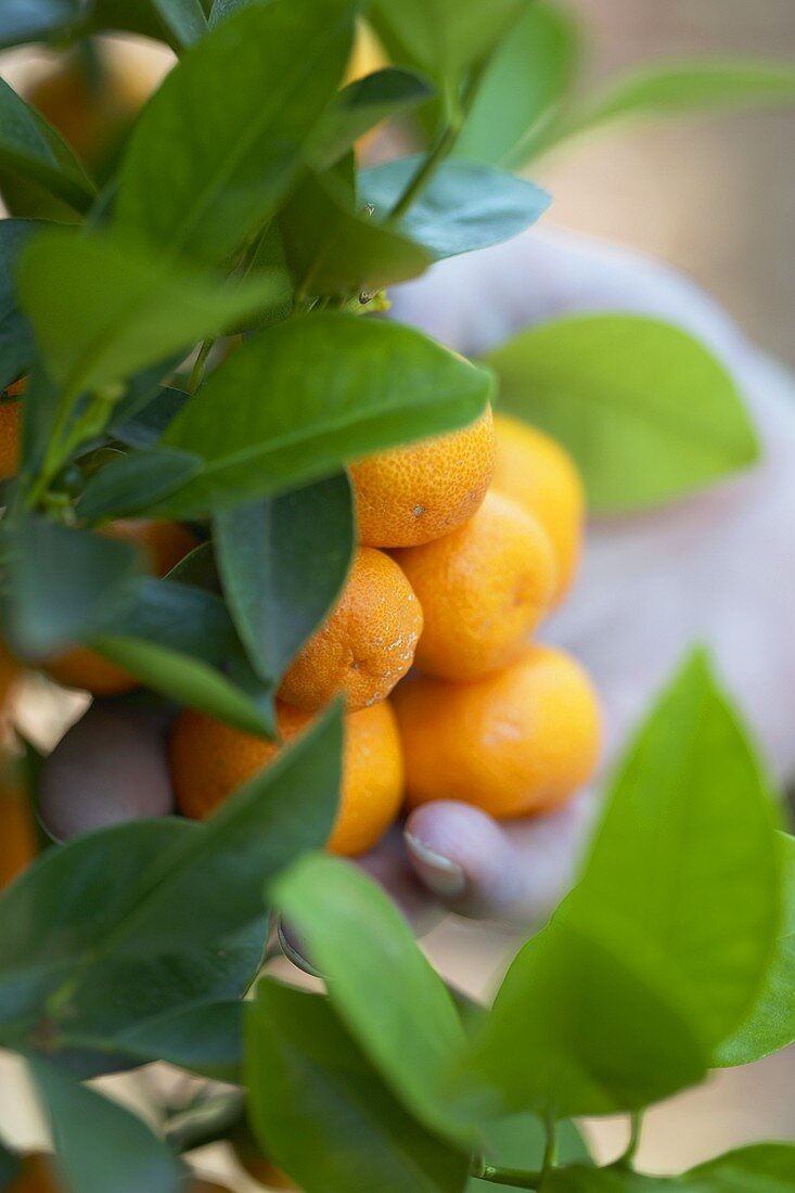 Calamondin orange tree