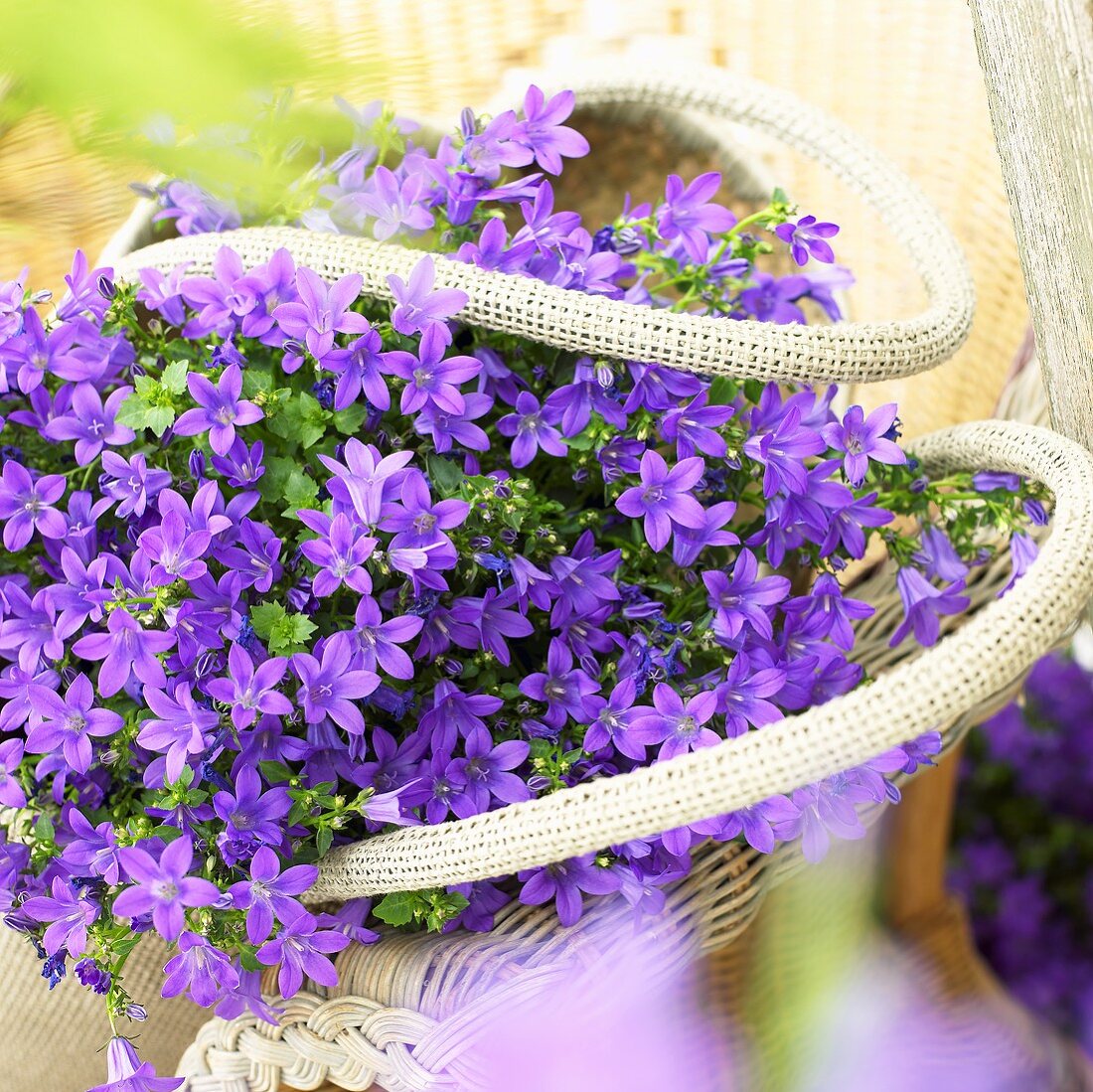 Dalmatian bellflower (Campanula portenschlagiana 'Catharina compact') in basket