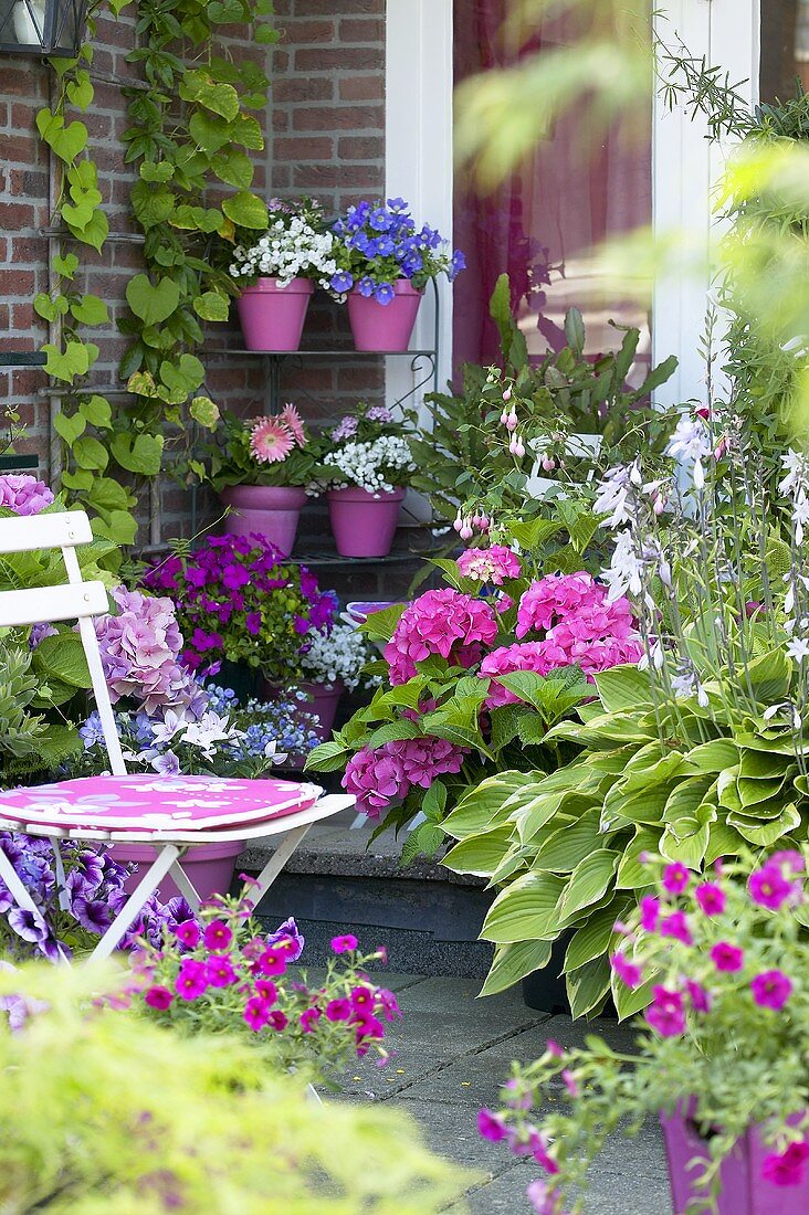 Sommerblumen auf Terrasse vor dem Haus