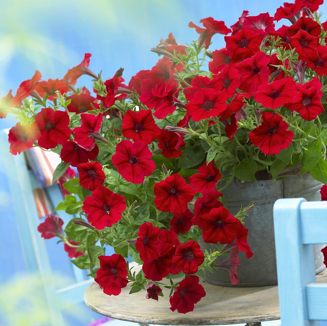 Petunia Viva 'Red 3434' in zinc bucket