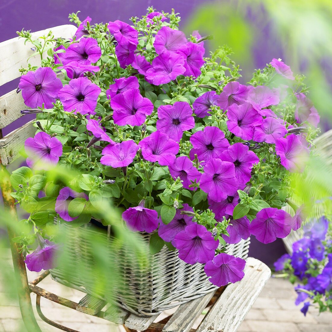 Petunia Viva 'Fluor Rose' in basket on garden chair