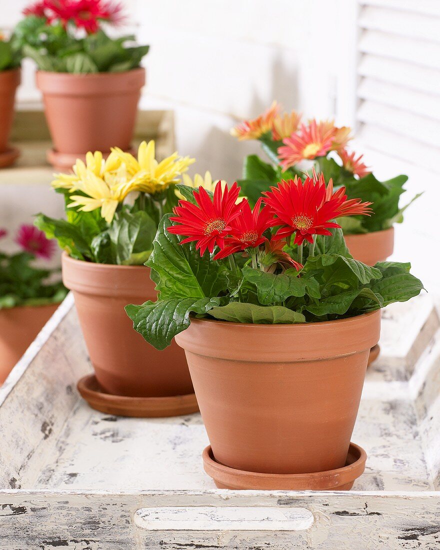 Gerbera 'mixed' in flowerpots