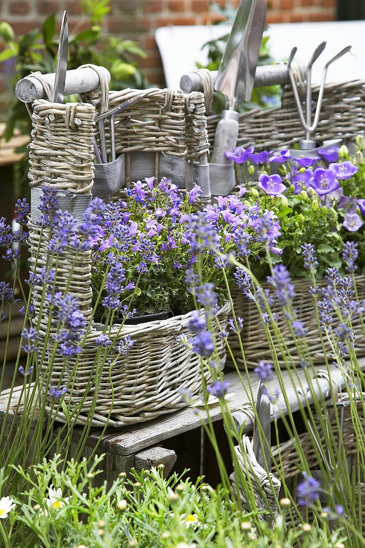 Lavendel und Glockenblumen in Körben im Garten