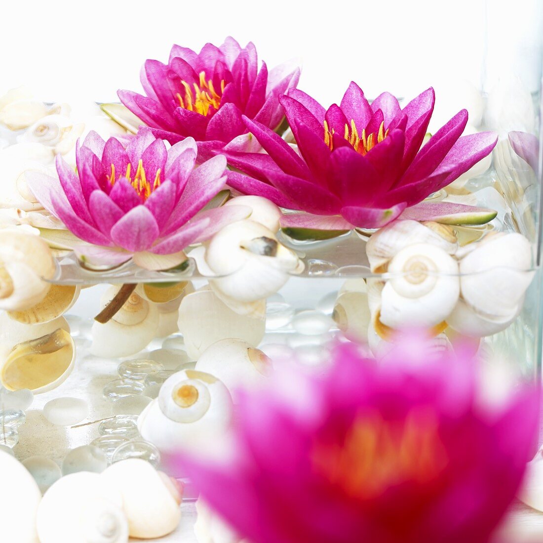 Water lilies and snail shells