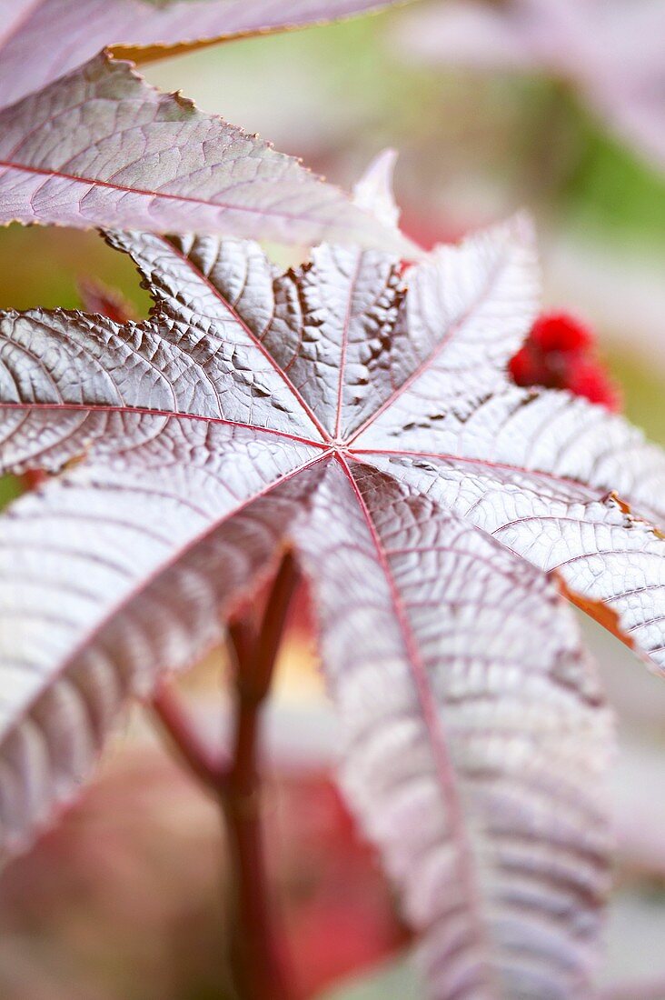 Leaves of castor oil plant (Ricinus communis 'Carmencita Rose')