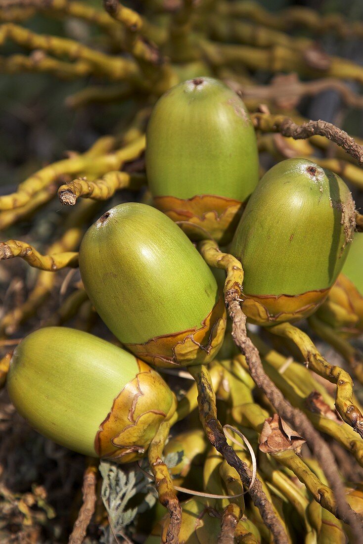 Unripe coconuts