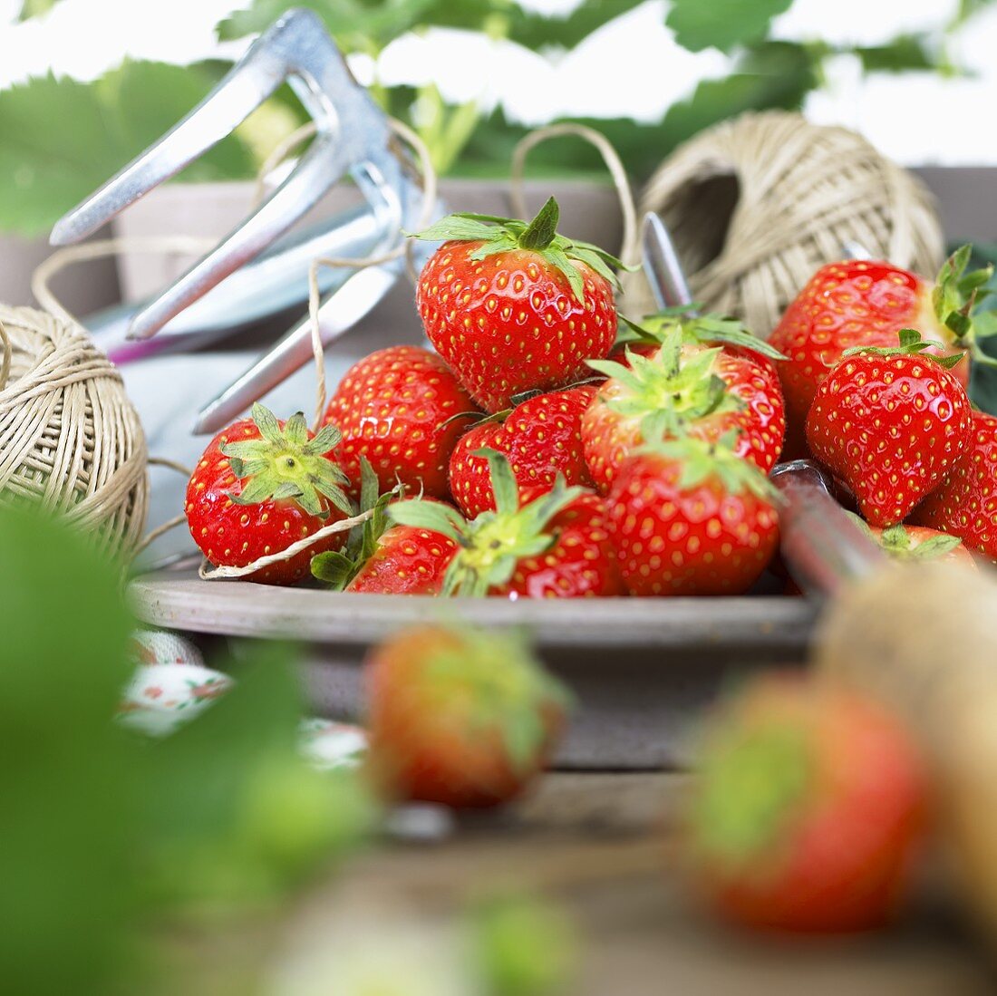 Fresh strawberries, kitchen string and garden tool