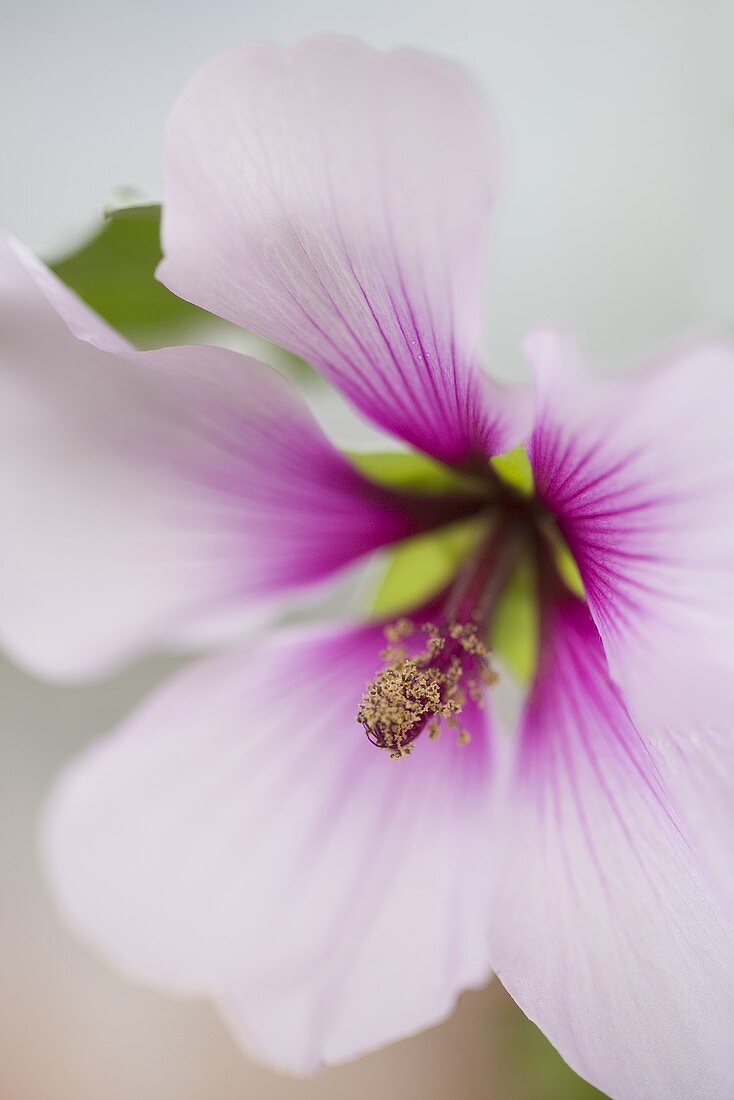 Hibiscus flower (close-up)