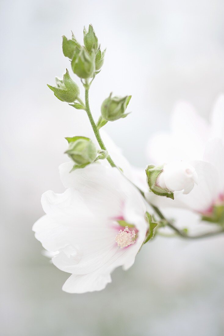 Mallow flowers