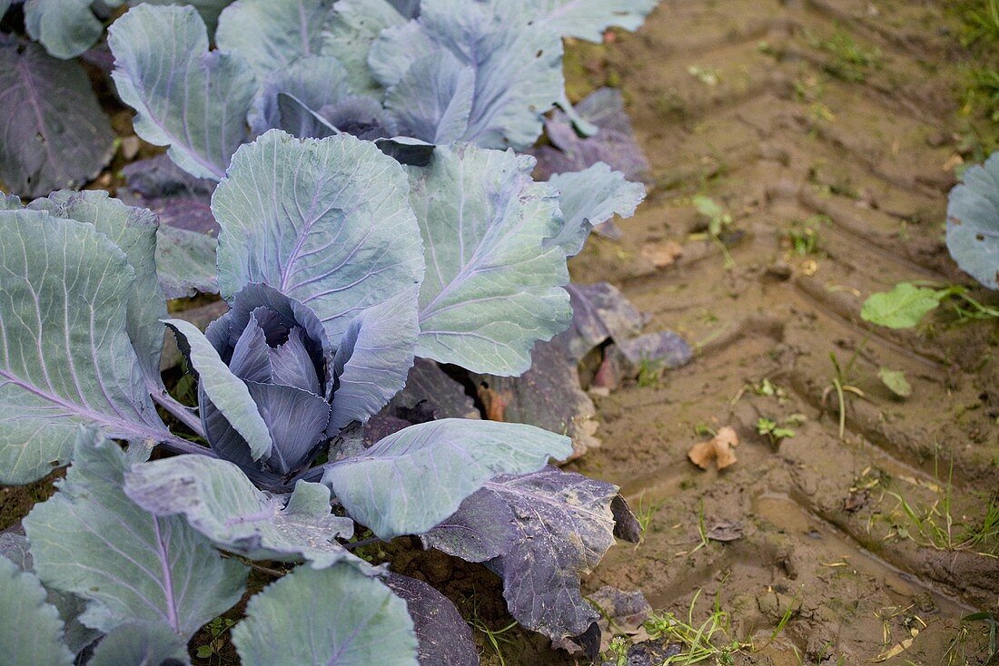 Red cabbage plants in the field